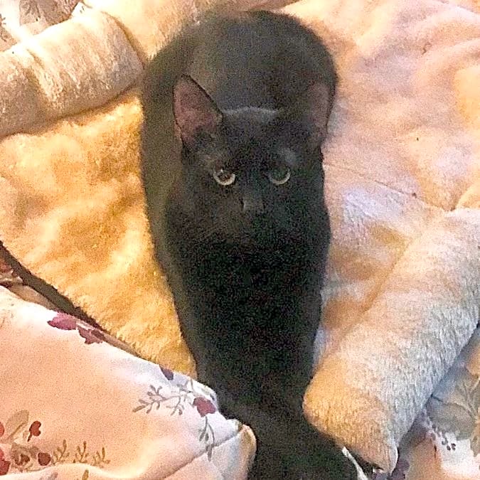 Photo of Shadow