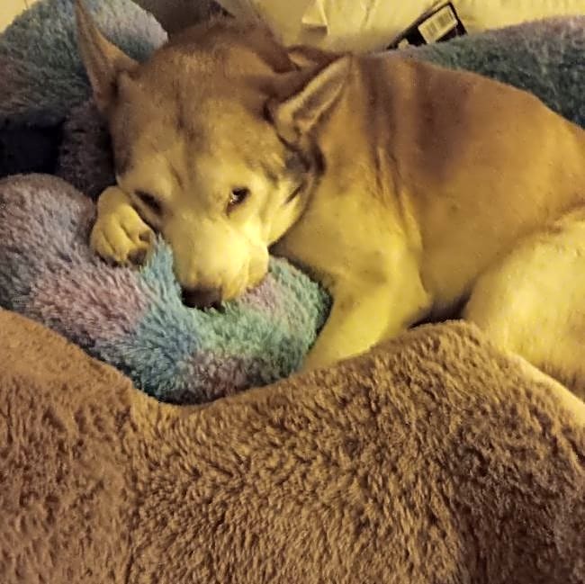 Photo of Thor