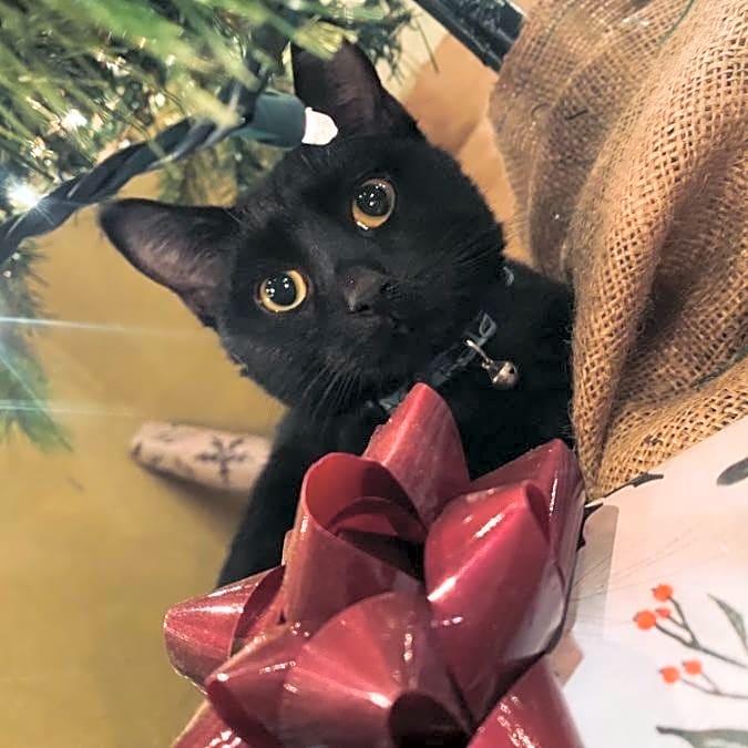 Photo of Merlin