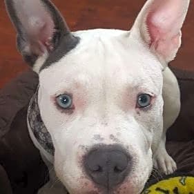 Photo of Snoop