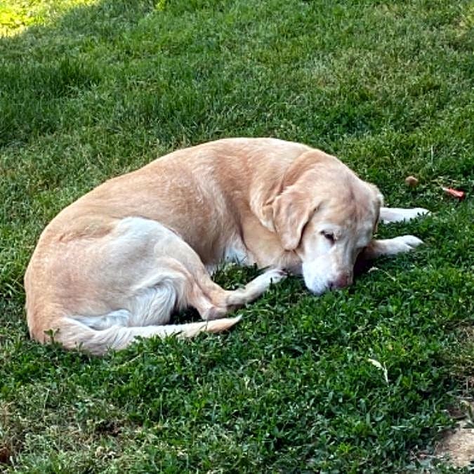 Photo of Honey