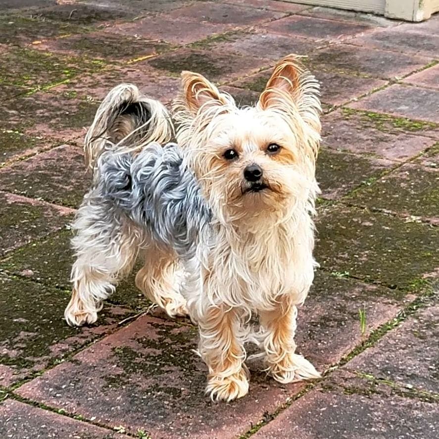 Photo of Chewie