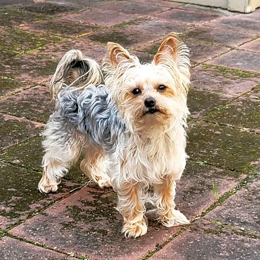 Photo of Chewie