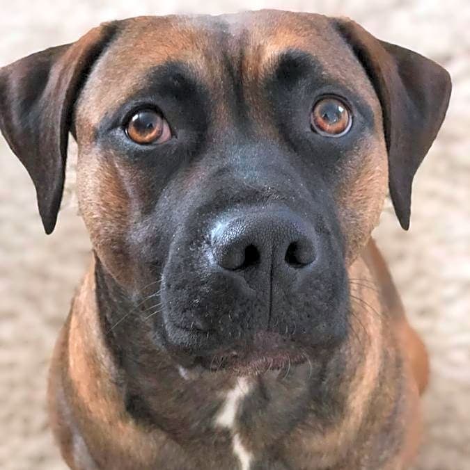 Photo of Layla