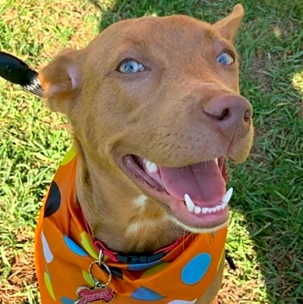 Photo of Toffee