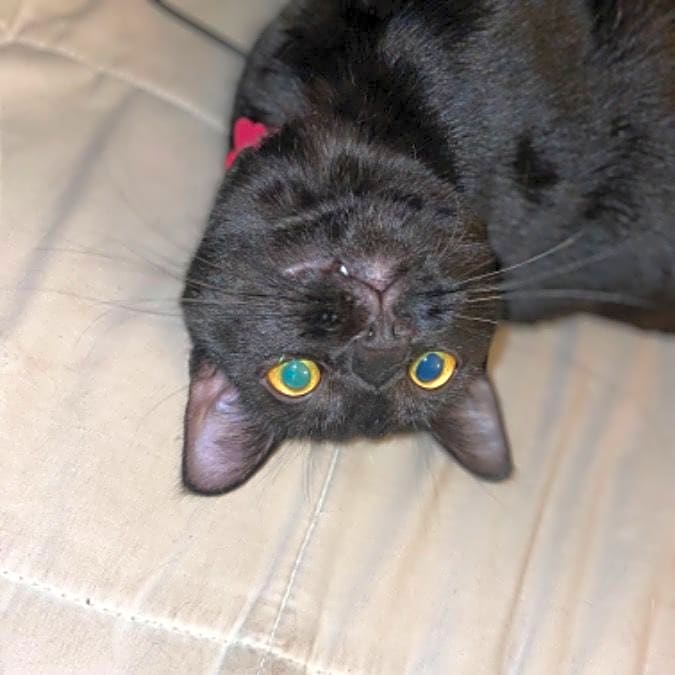 Photo of Astro