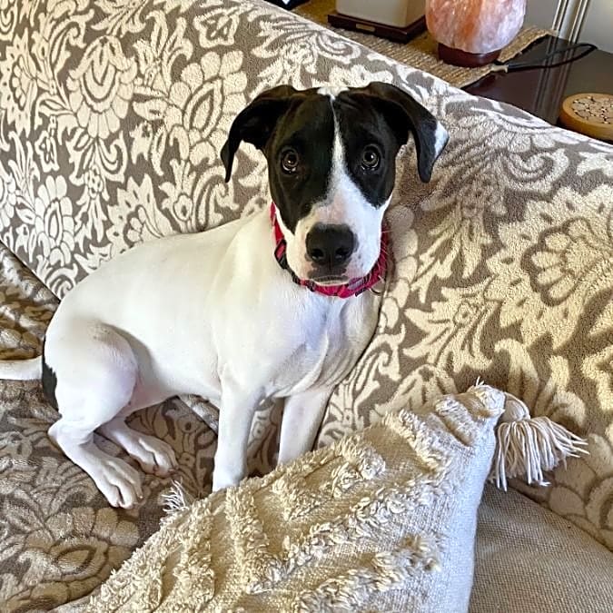 Photo of Dot