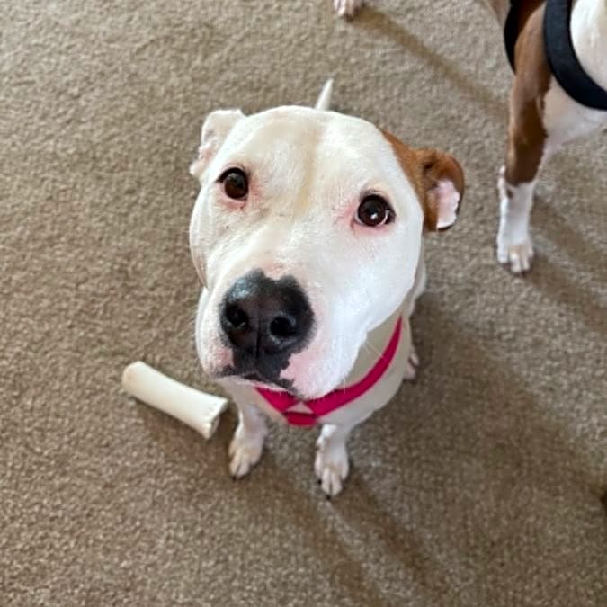 Photo of Stella