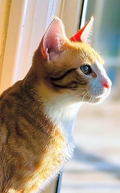 Photo of Mister