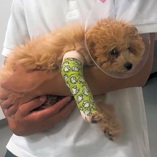 Photo of Simba