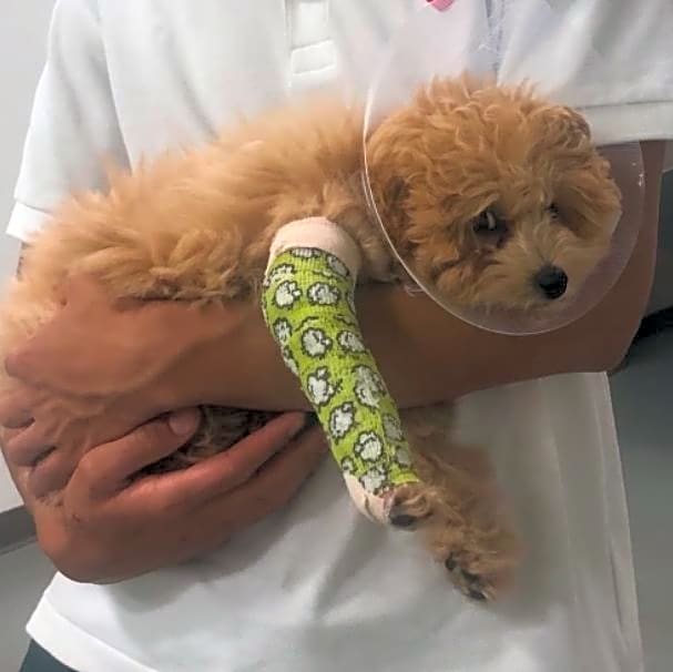 Photo of Simba