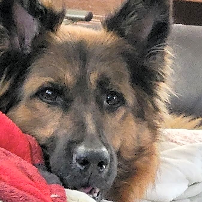 Photo of Roxy