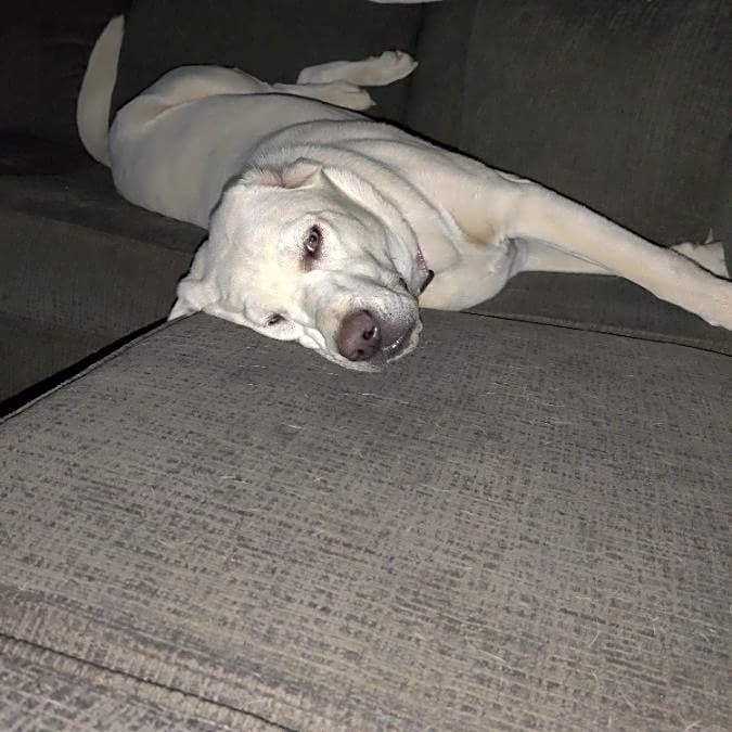 Photo of Lulu
