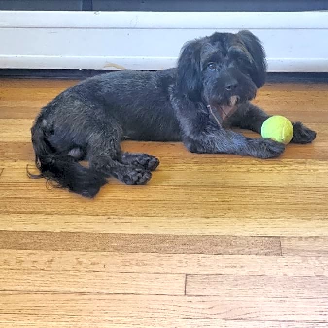 Photo of Arlo