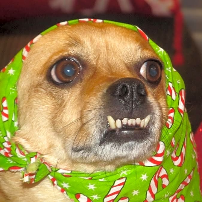 Photo of Honey Mauriello