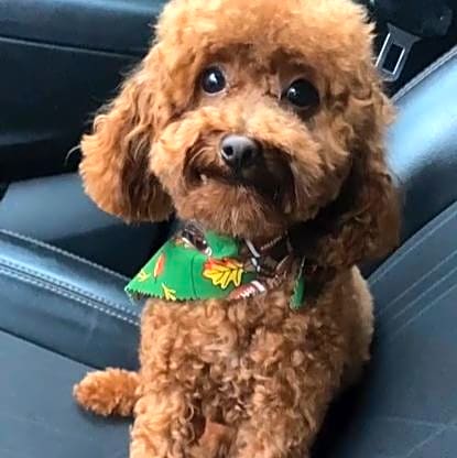 Photo of Prince