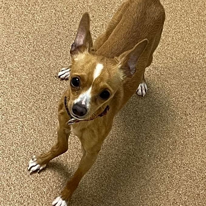 Photo of Chico