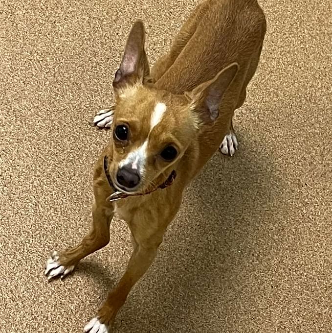 Photo of Chico