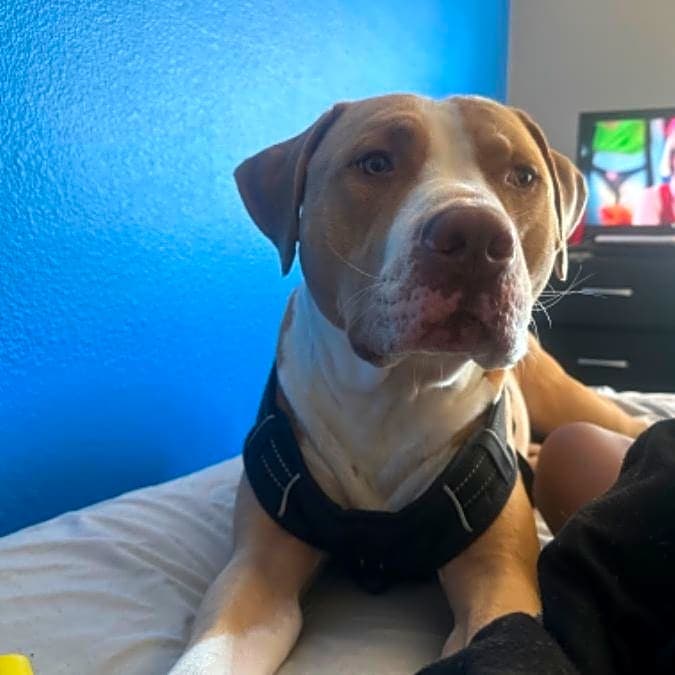 Photo of Chance