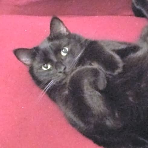 Photo of Chester