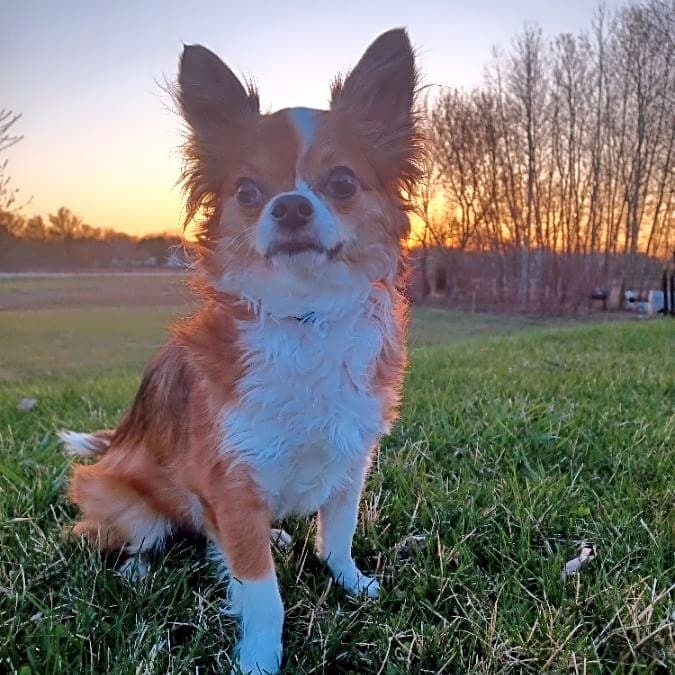 Photo of Marley