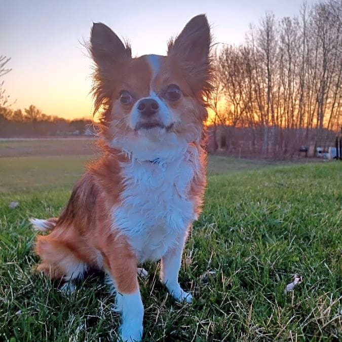 Photo of Marley