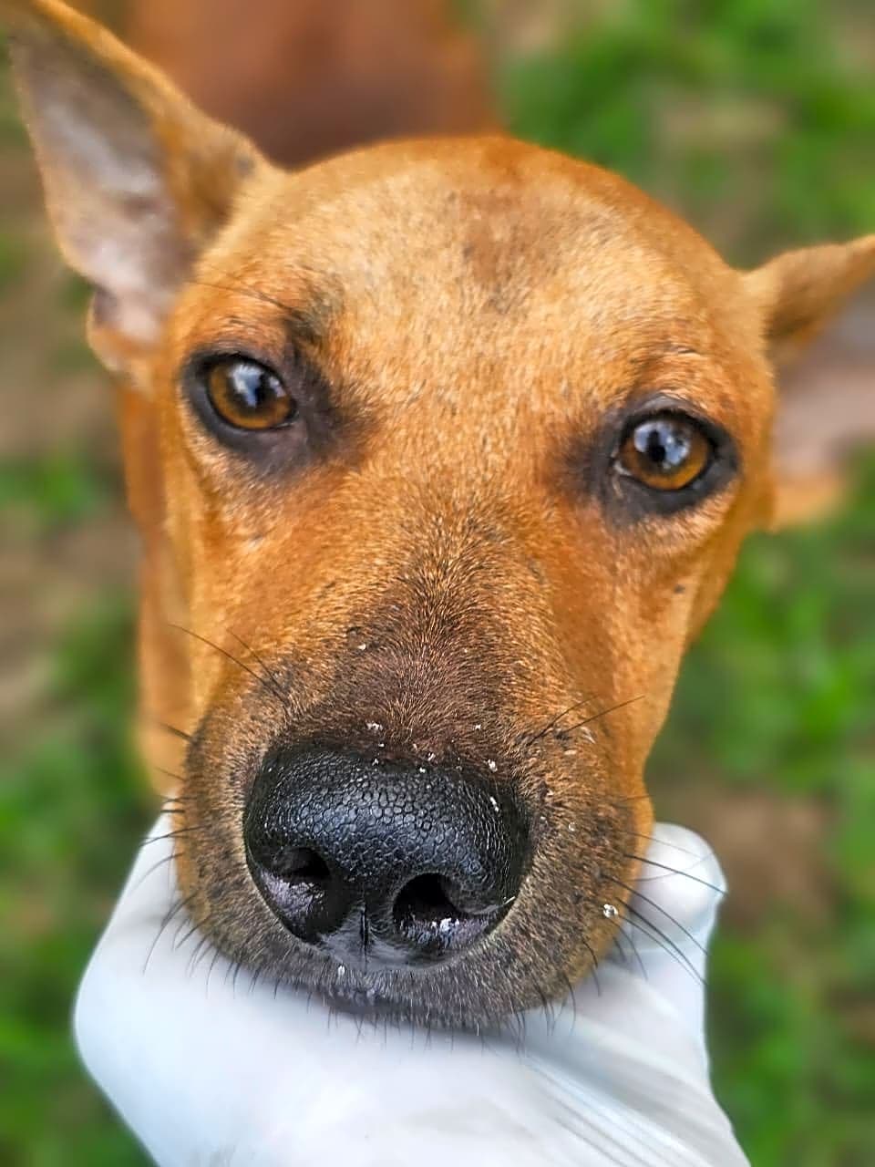 Photo of Dodge