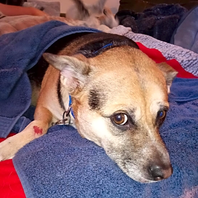 Photo of Dahlia