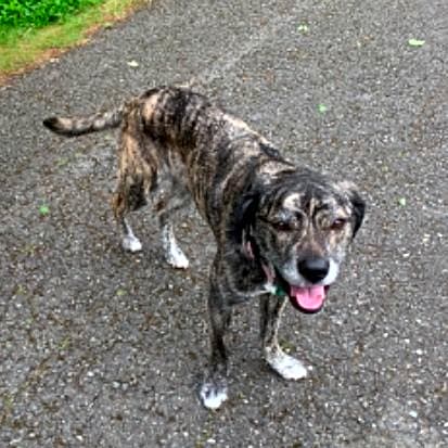 Photo of Piper