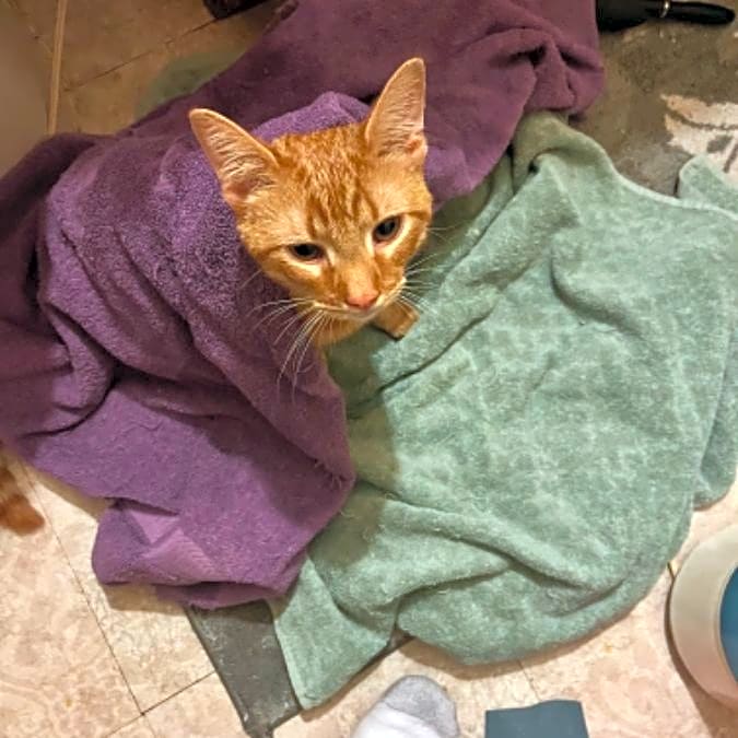 Photo of Bubbies (miracle)