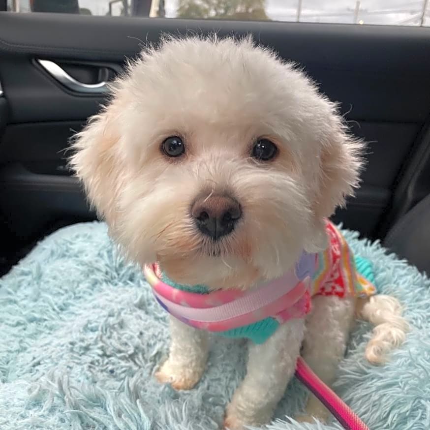 Photo of Honey