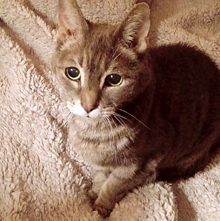 Photo of Sierra
