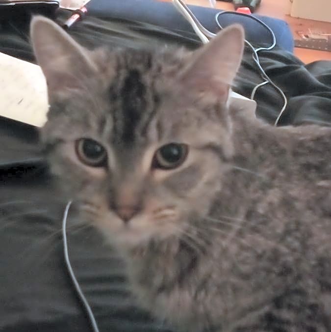 Photo of Sweetpea