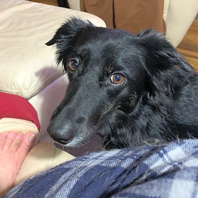 Photo of sadie