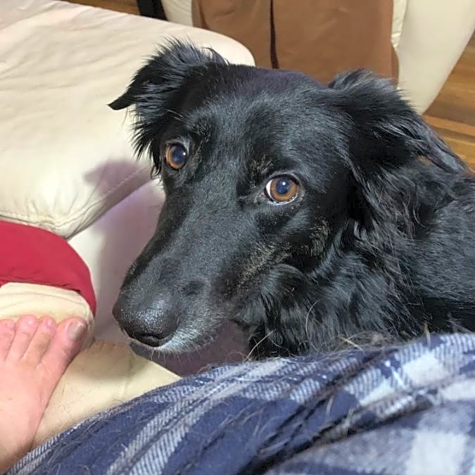 Photo of sadie