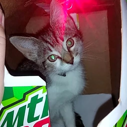Photo of Squirt
