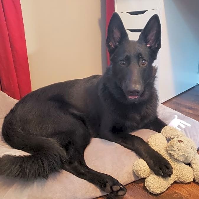 Photo of Rambo