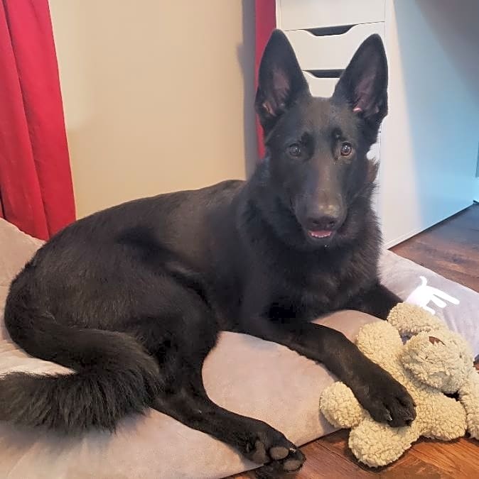Photo of Rambo