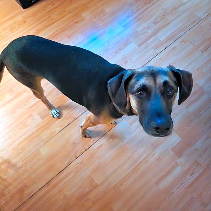 Photo of Ryder