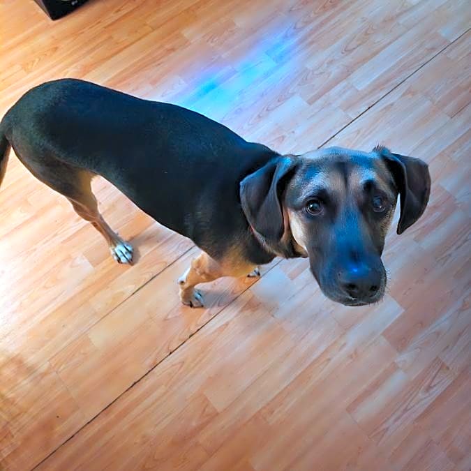 Photo of Ryder