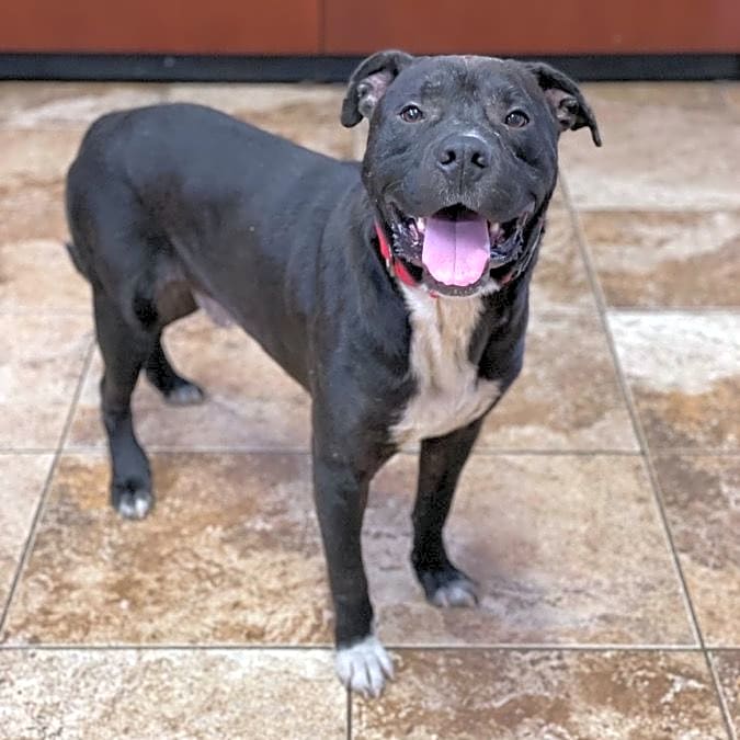 Photo of Clover