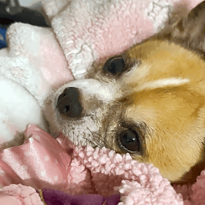 Photo of Cookie