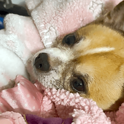 Photo of Cookie