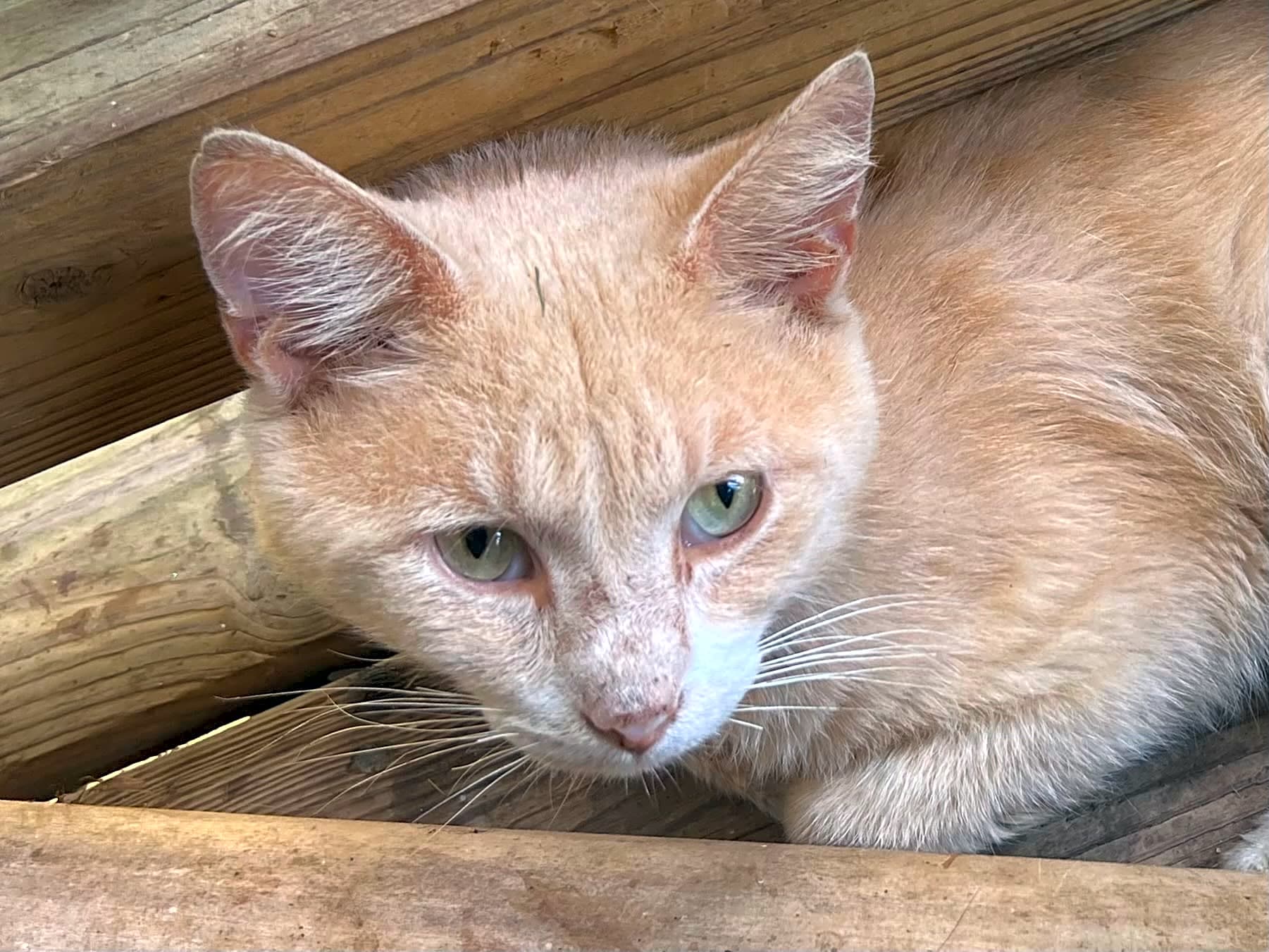 Photo of Hercules
