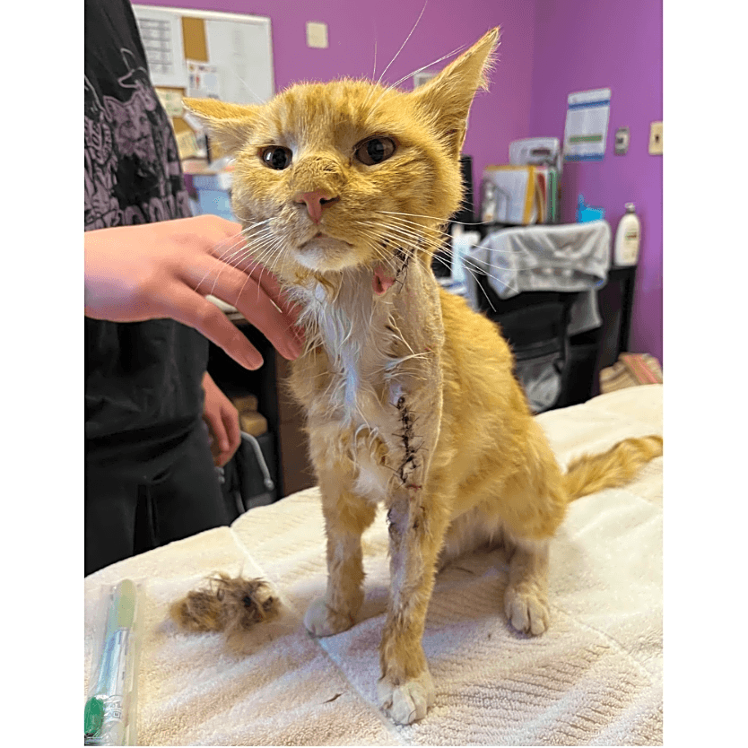 Photo of Scooter