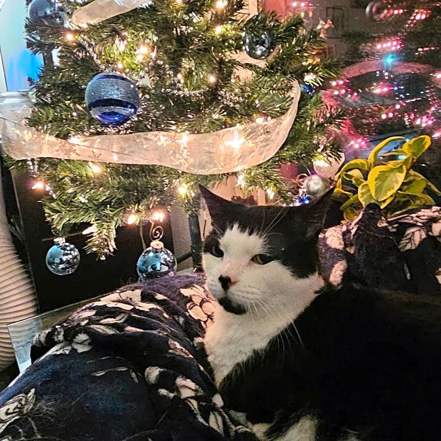 Photo of Sylvester
