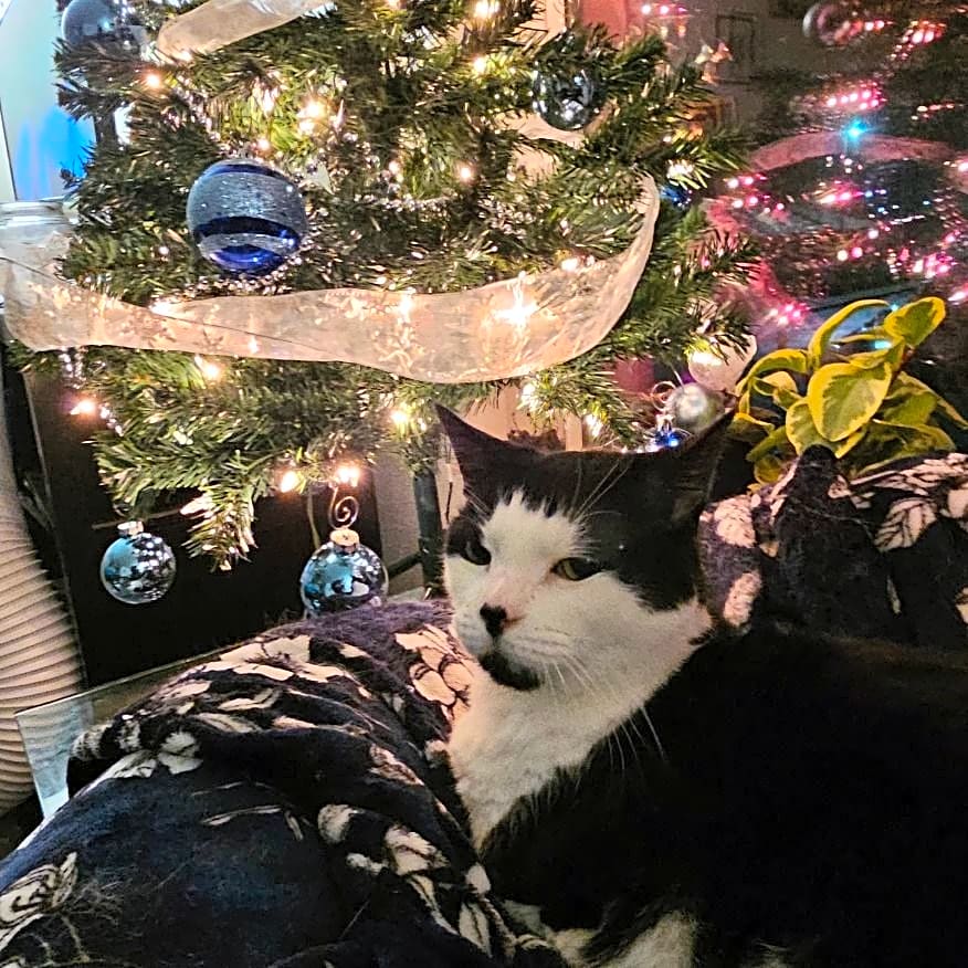 Photo of Sylvester