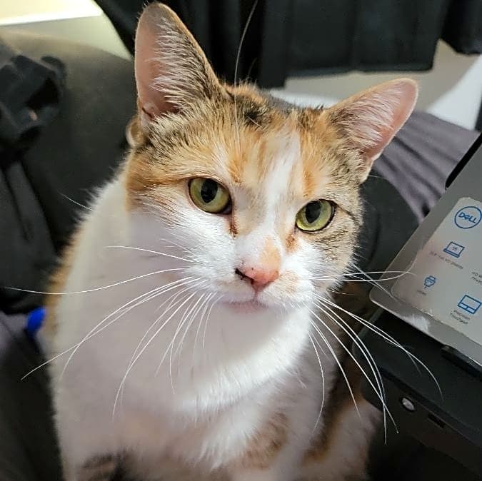 Photo of Pippin