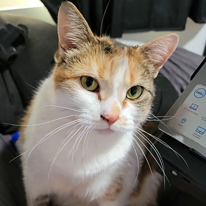 Photo of Pippin