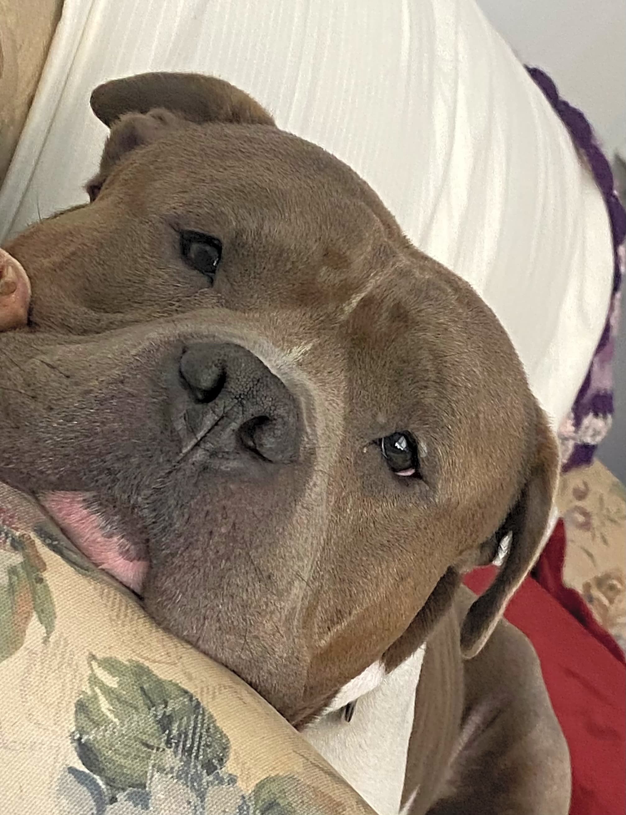 Photo of Caesar